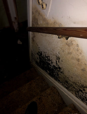 Black mold in basement