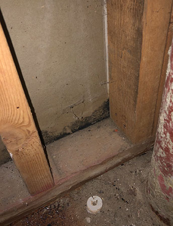 Black mold in basement