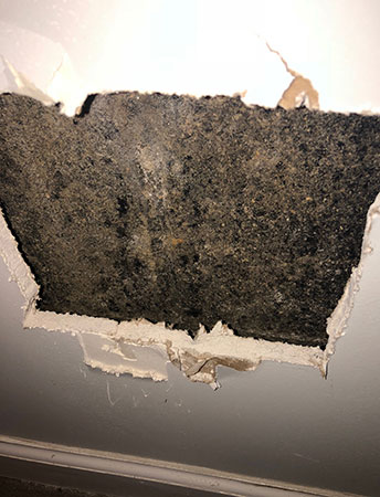 Black mold behind sheetrock