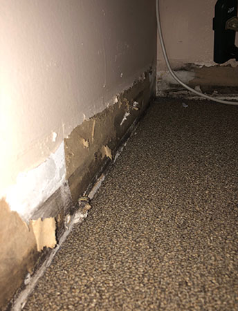 Black mold in carpet