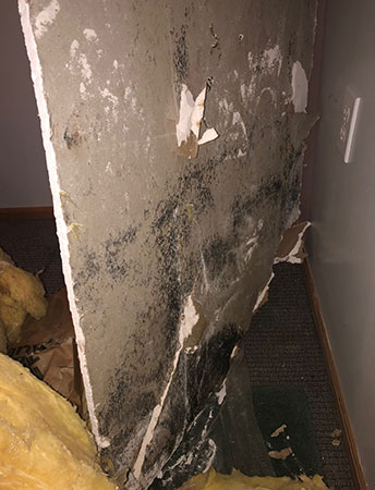 Black mold on sheetrock