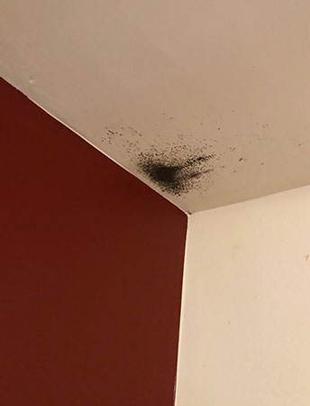 Black mold on bedroom ceiling