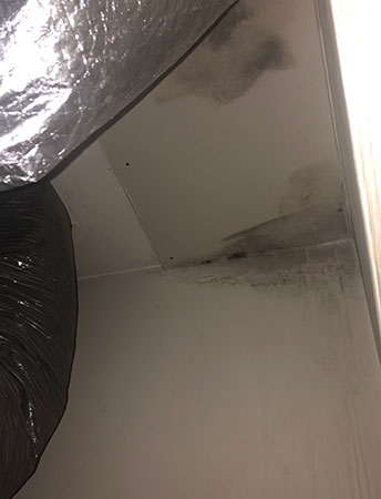 Black mold by duct work