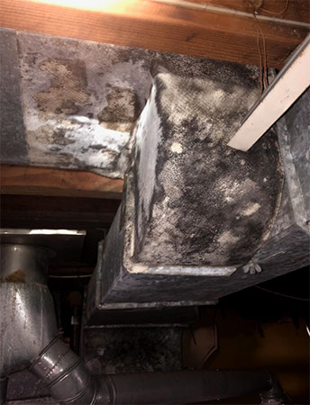Black mold on duct work