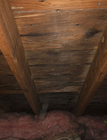 Black mold in attic