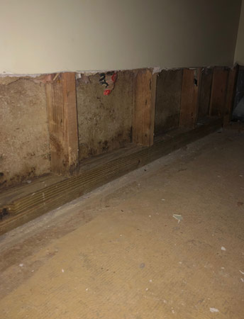 Black mold in wall after flooding