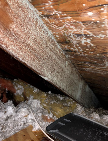 White mold in attic