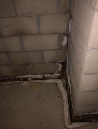 White Mold in basement