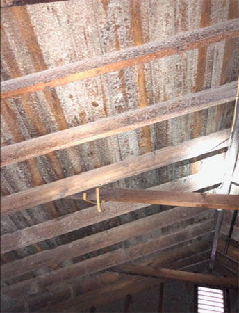 White mold on rafters