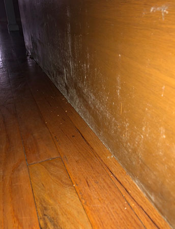 White mold in hallway