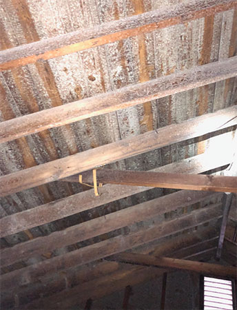 White mold on sheathing