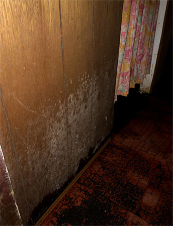 White mold on paneling in basement