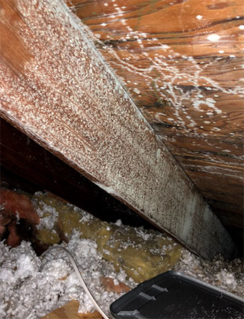 White mold on rafters