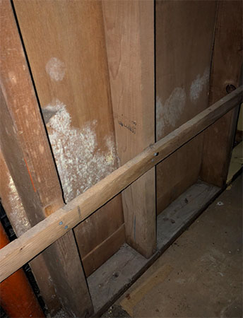 White mold behind paneling